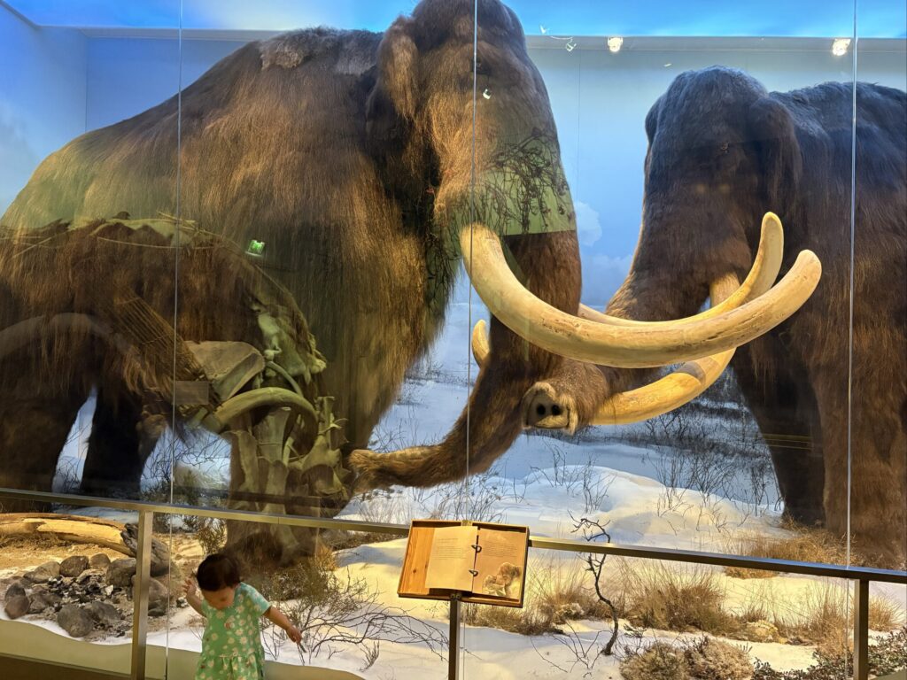 ヘルシンキ自然史博物館のマンモスの展示