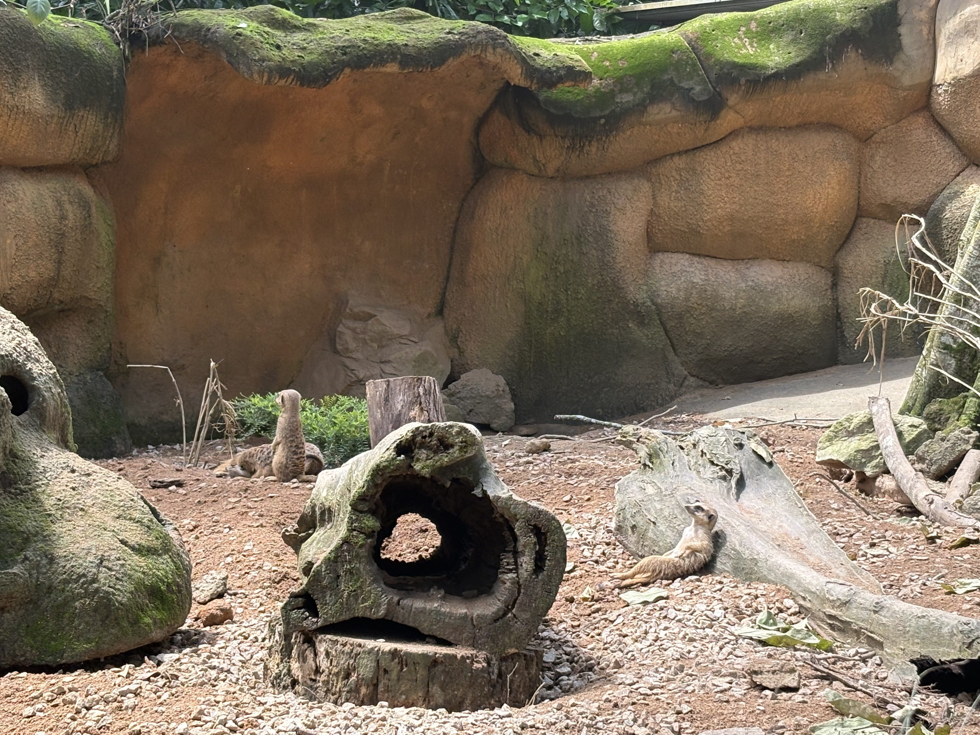 シンガポール動物園２