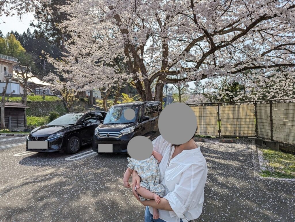 朝日酒造の駐車場の近くの桜の下で